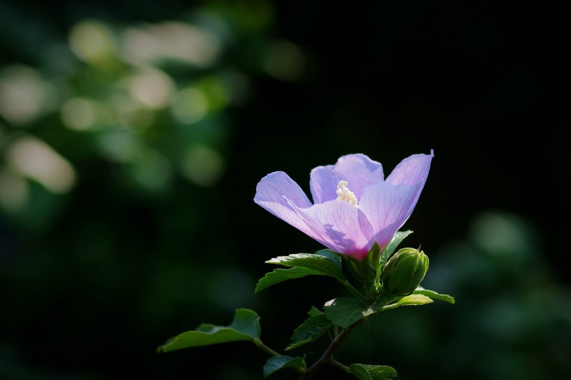 木槿花圖片