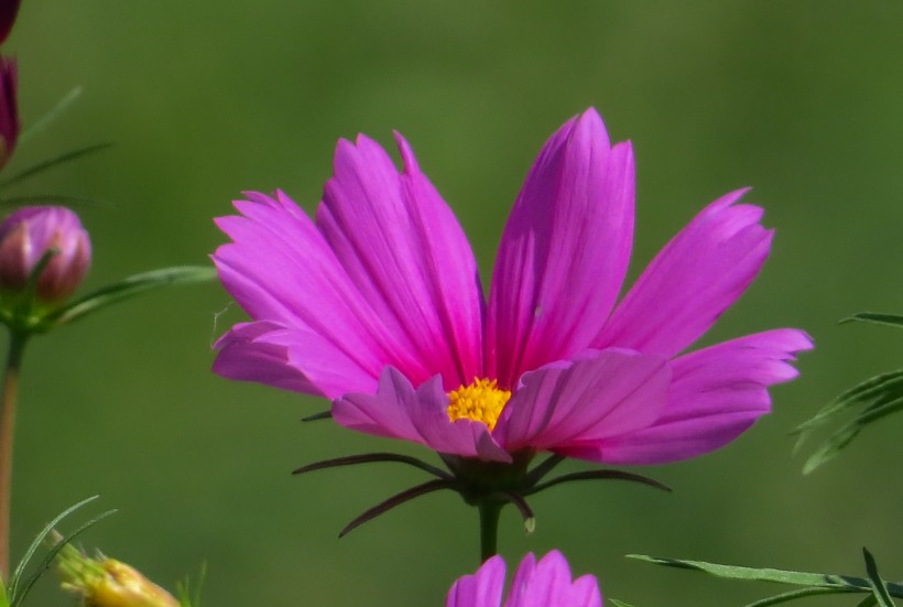 格桑花图片