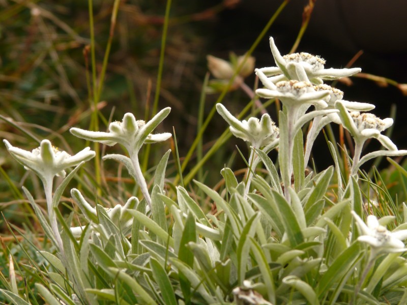 雪絨花圖片