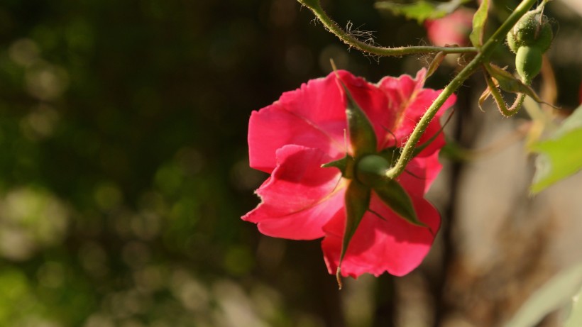 红色月季花图片