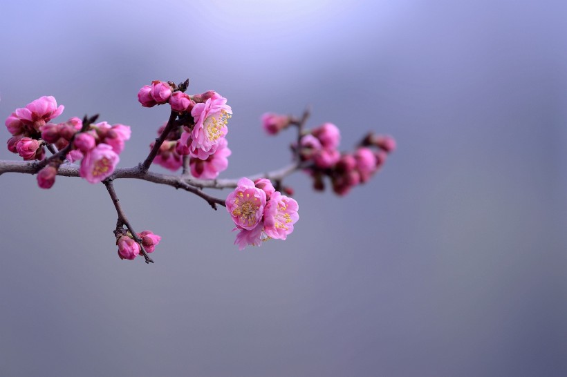 红色梅花图片