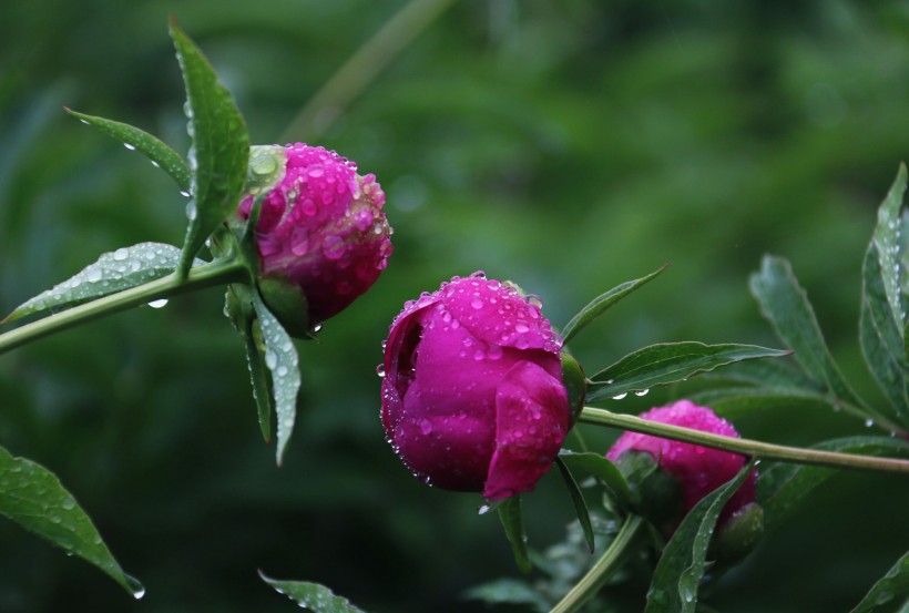 芍药花图片