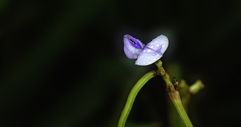 清新豆角花圖片