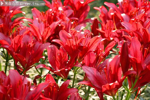火红百合花卉图片