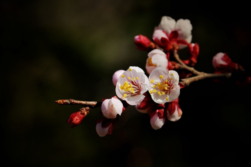 山杏花圖片