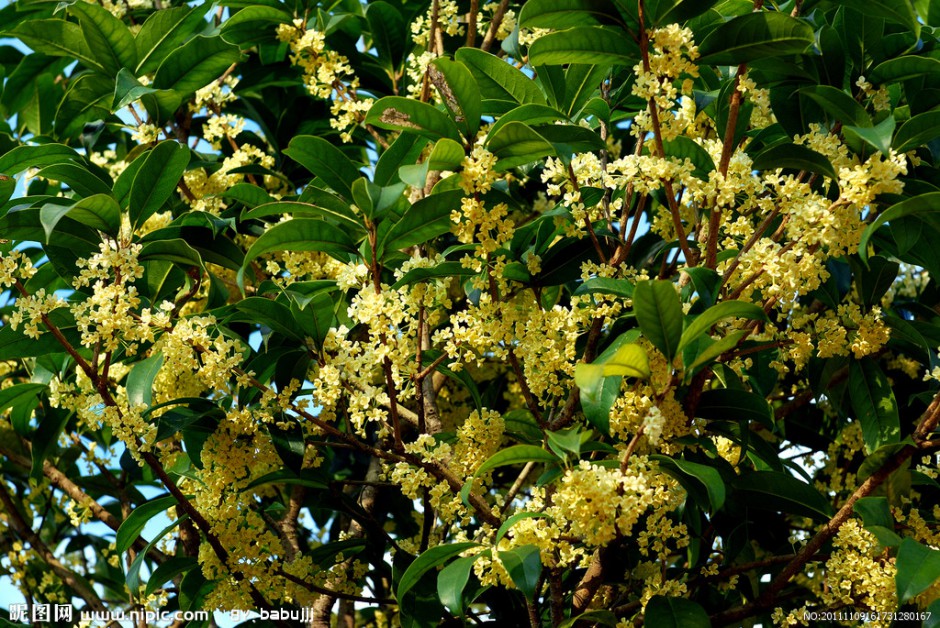 桂花樹(shù)圖片素材繁花滿枝