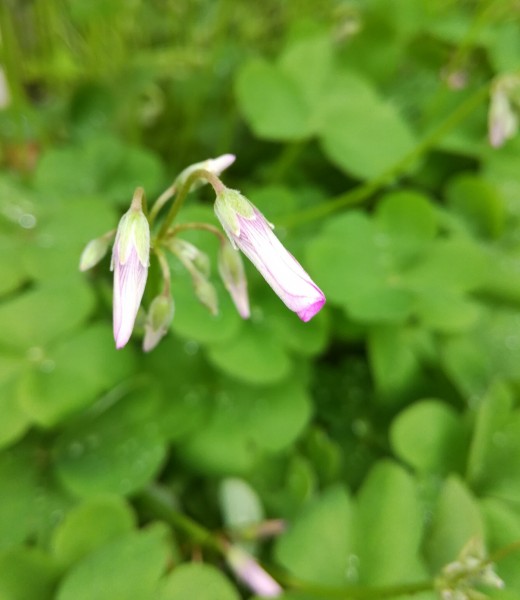 路邊的野花圖片