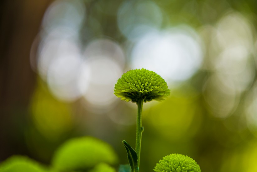 綠菊花圖片