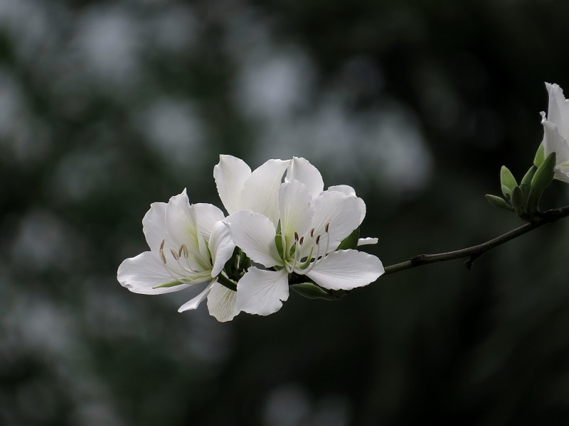 唯美白色紫荊花圖片