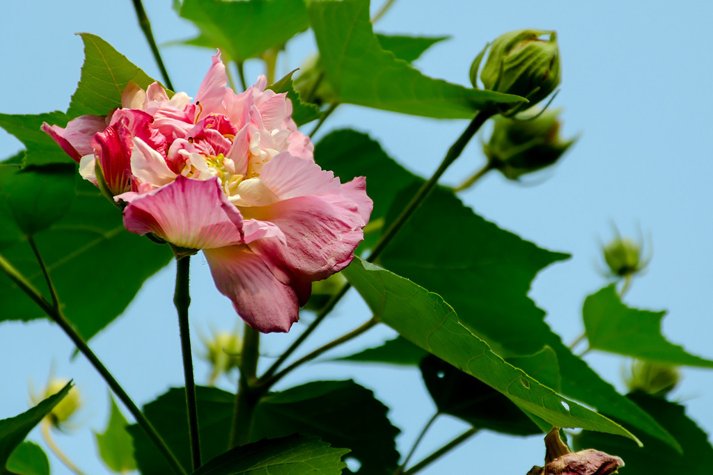 木槿花開(kāi)慶國(guó)慶