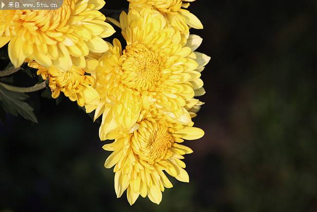 優(yōu)雅野菊花植物圖片高清攝影壁紙