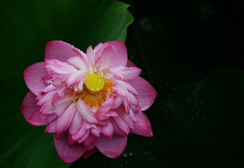 雨中荷花圖片