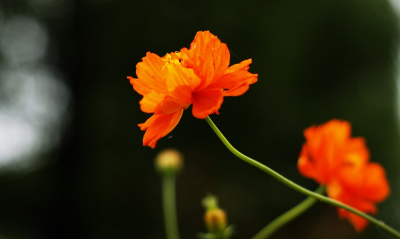 橙色硫华菊花卉图片