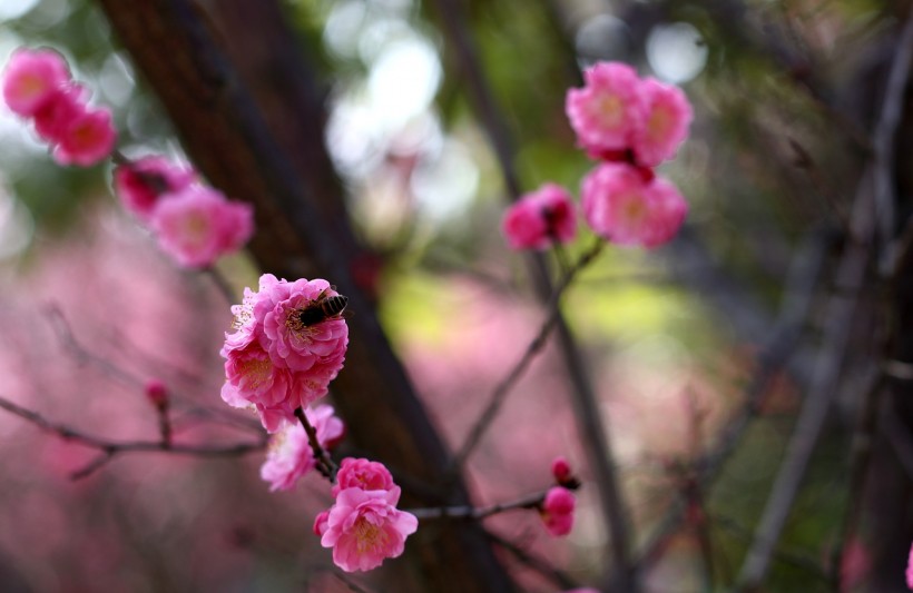 粉红色梅花图片