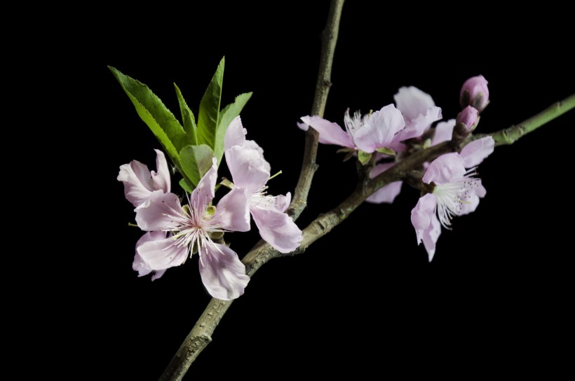 粉色桃花图片