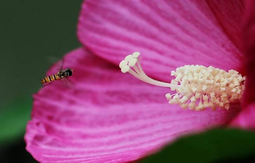 芙蓉葵花卉图片