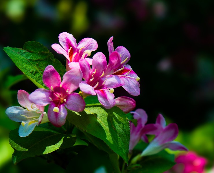 小巧锦带花图片