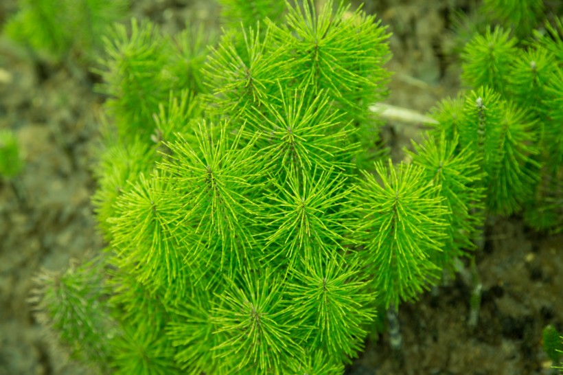 绿色植物图片