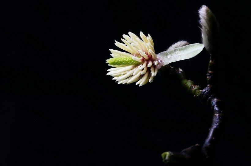 玉兰花花蕊图片