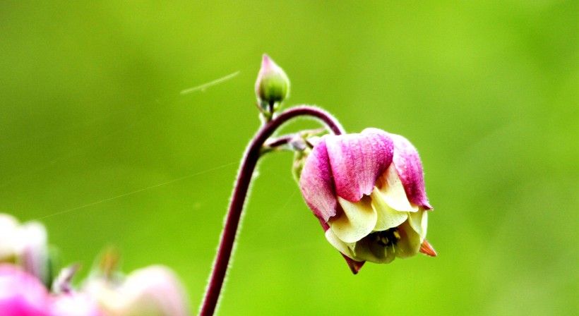 耬斗菜圖片