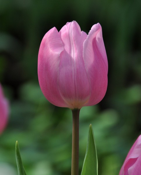 高雅郁金香花卉圖片