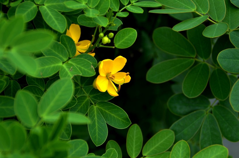 黄花槐图片