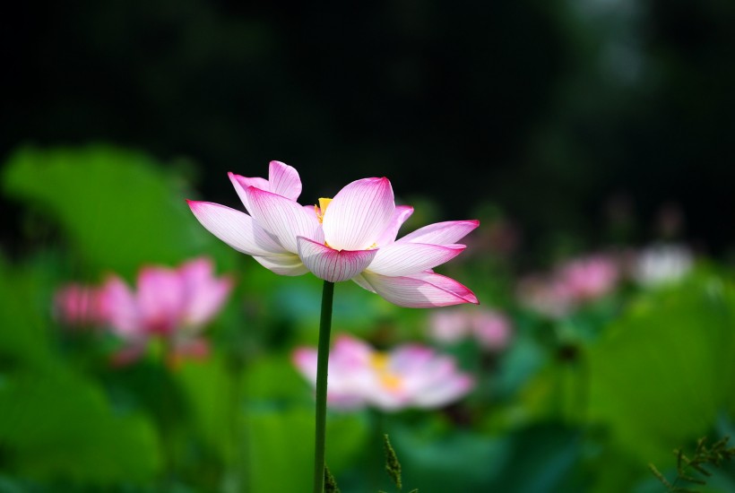 掩映在綠葉中的夏日荷花圖片