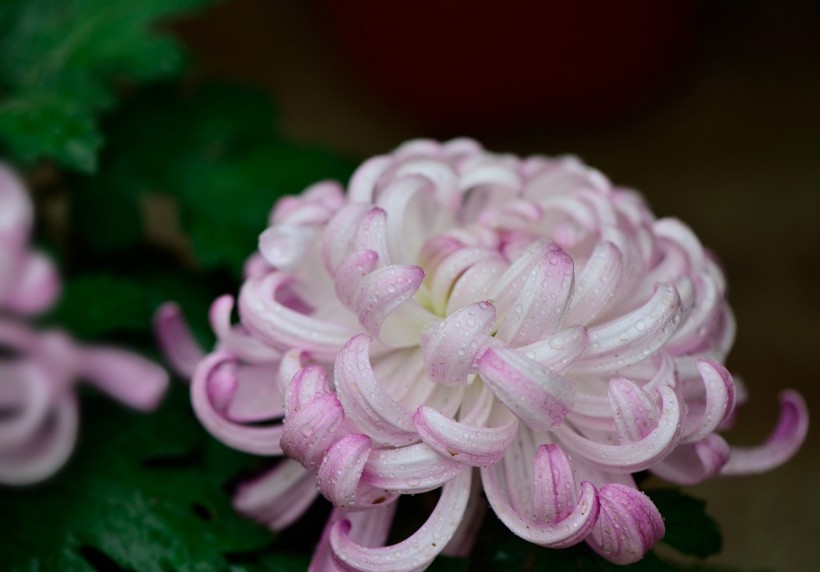 粉色和白色的菊花图片