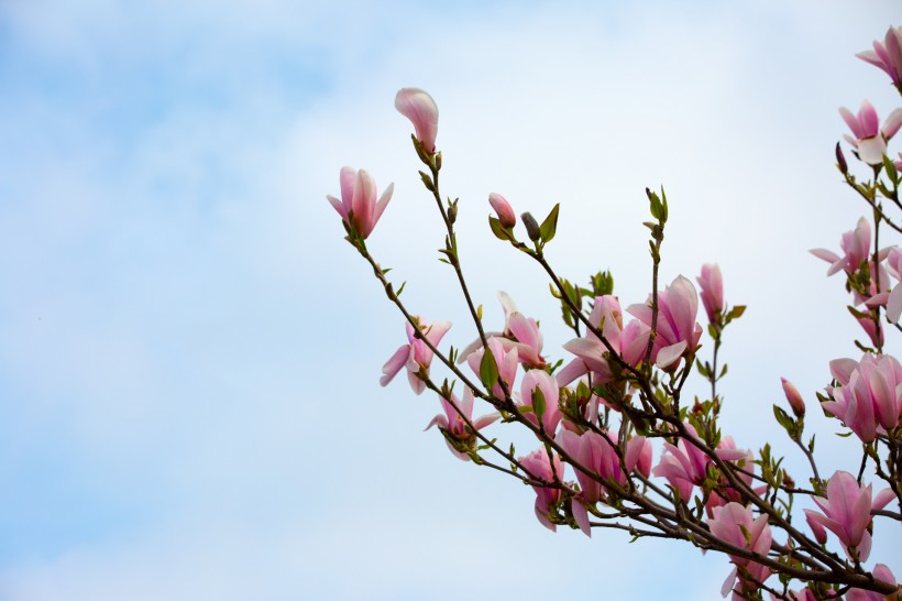 粉色玉蘭花圖片