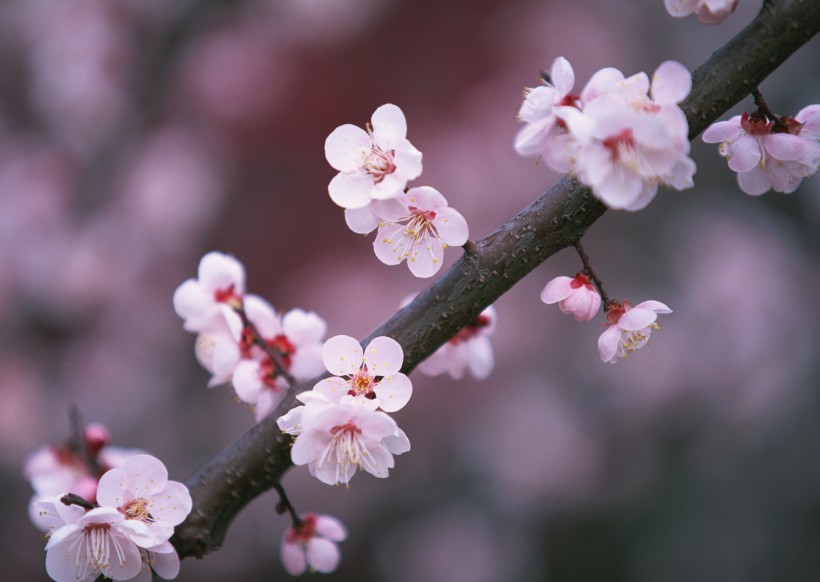 梅花图片