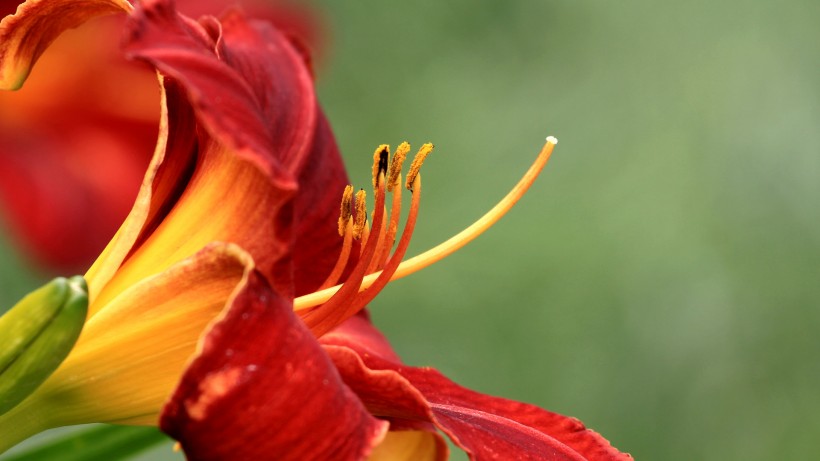 紅色萱草花圖片