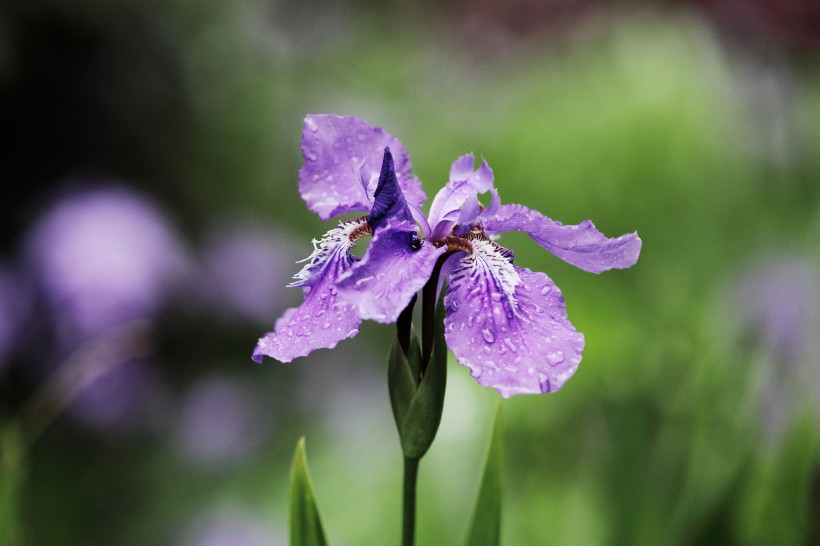 雨中鸢尾花图片