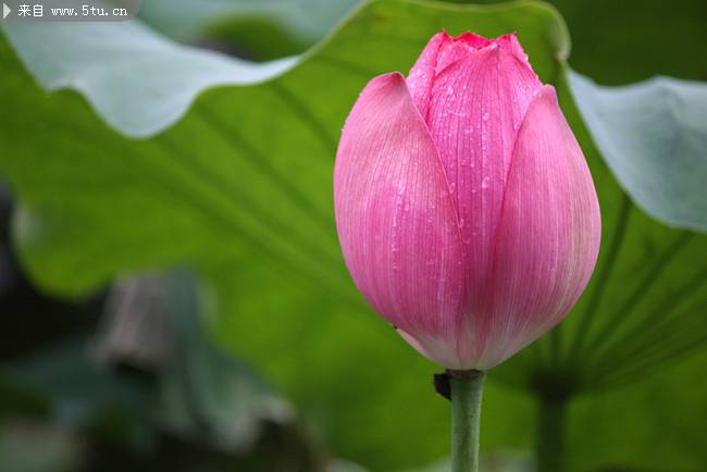 杭州西湖荷花 2016植物圖片大全