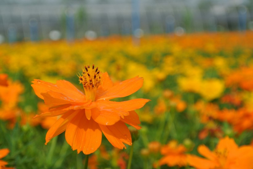 橙黄色波斯菊图片