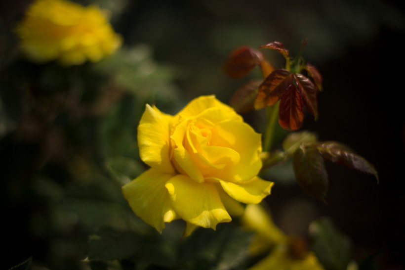 各种颜色的月季花图片