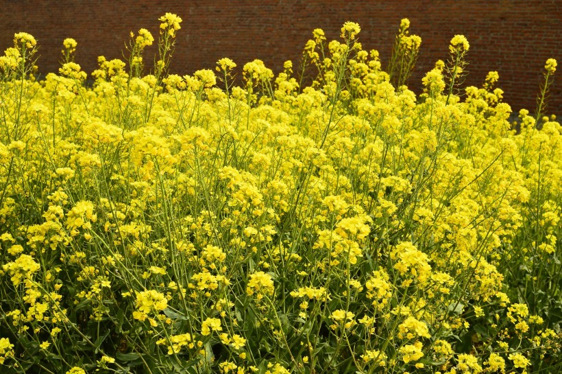 黄色油菜花图片