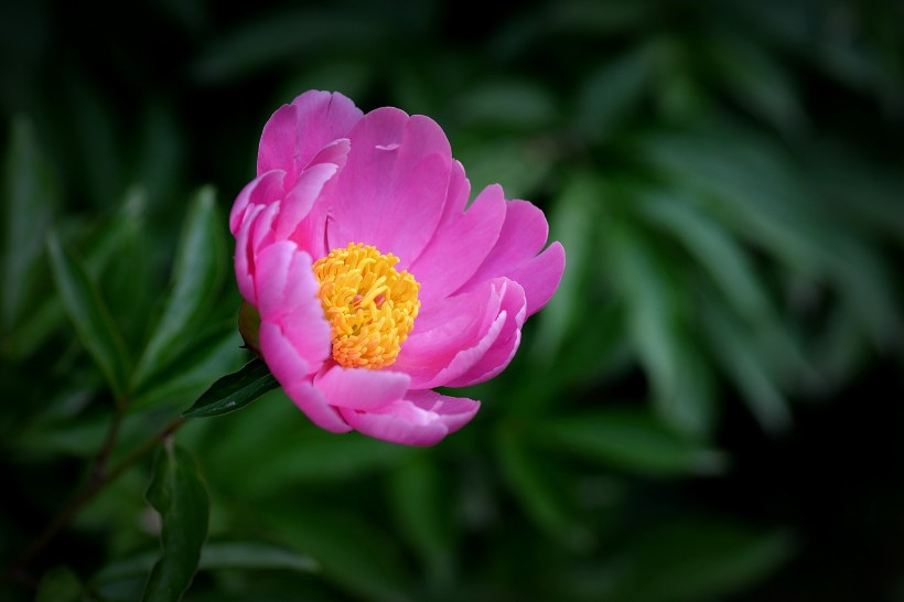 粉嫩芍藥花圖片