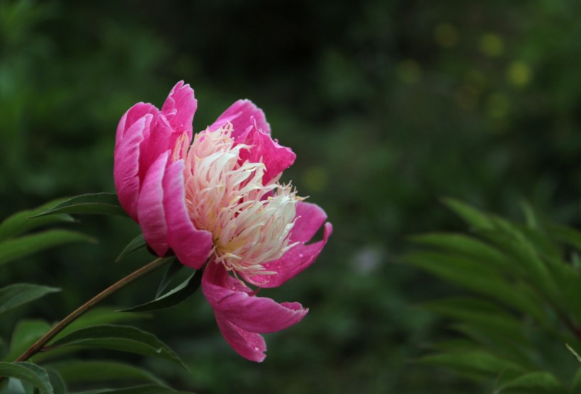 芍药花图片