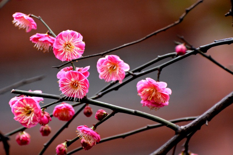 紅梅花圖片