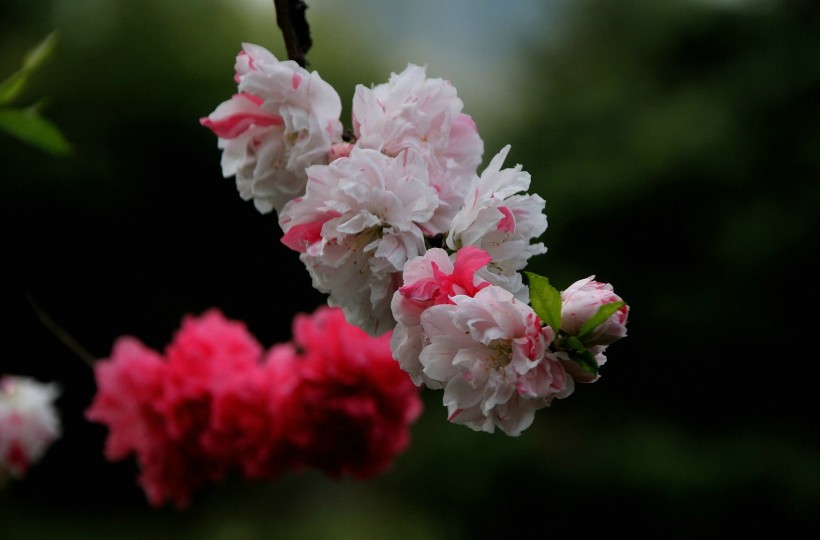 粉面桃花图片