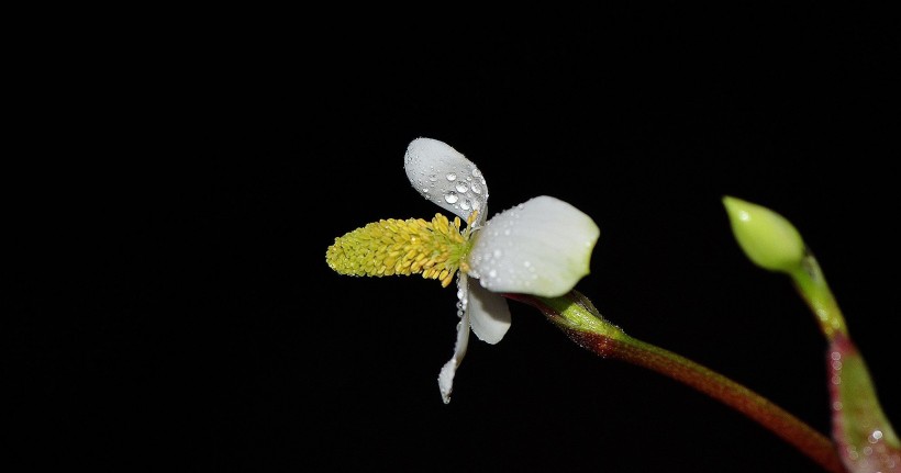 鱼腥草花卉图片