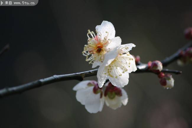 梅花冬季鲜花图片大全