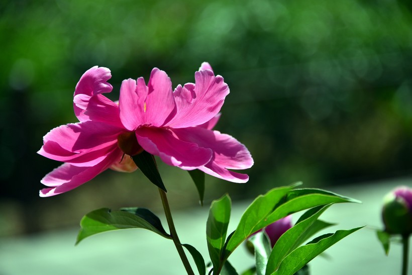 花相芍藥圖片