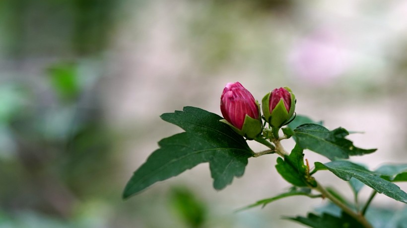 木槿花图片