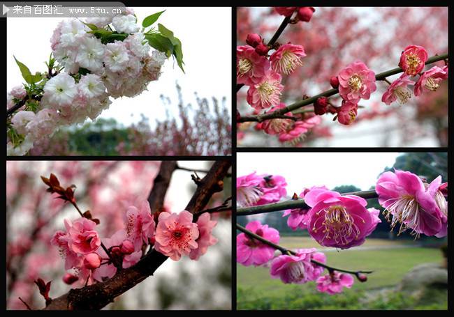 春天清新粉嫩樱花摄影图片