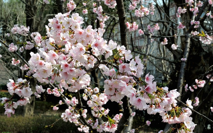 粉色樱花图片