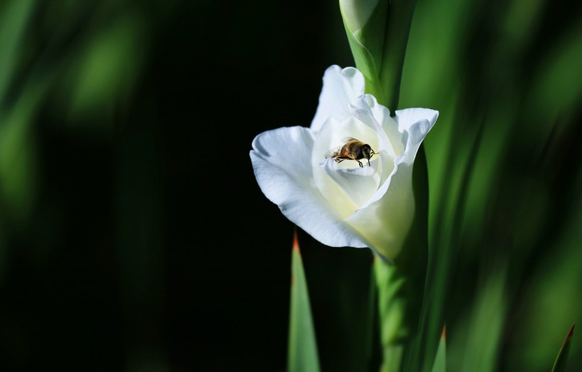 白色唐菖蒲花卉图片