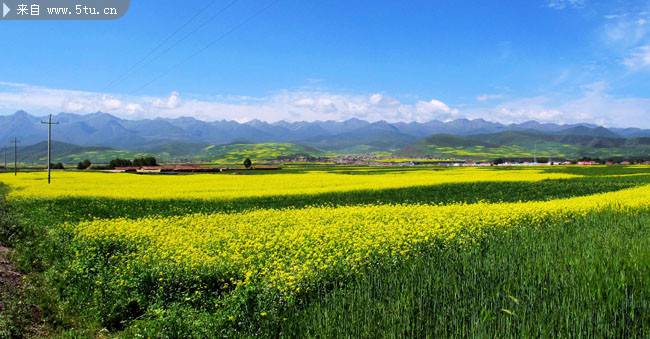 一望无边的油菜花地图片