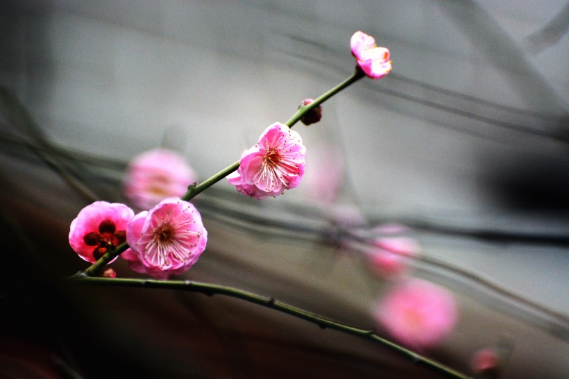 紅梅花圖片