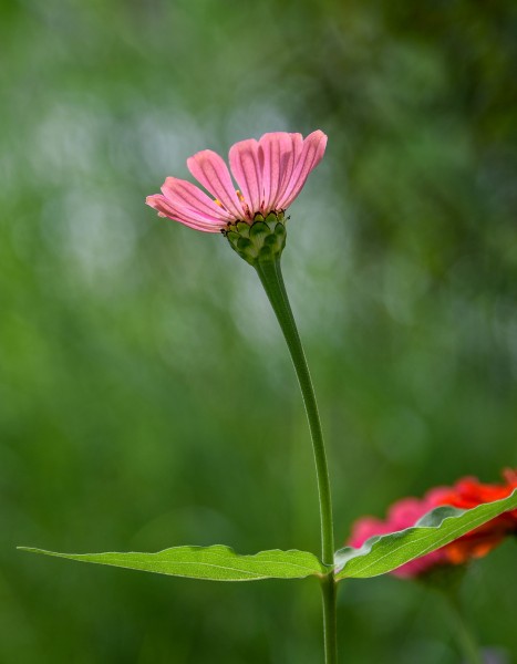 紅色和紫色的萬壽菊圖片